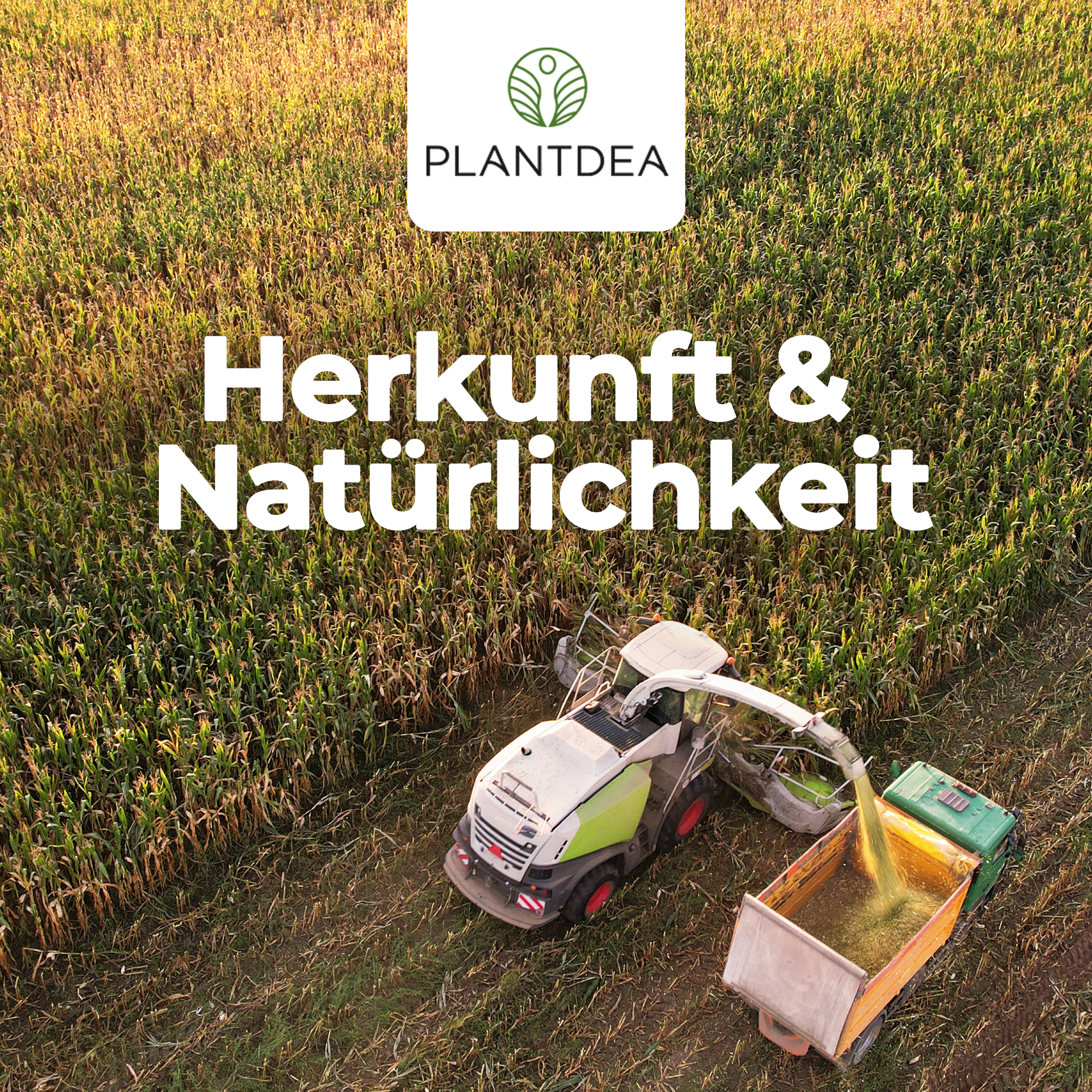 Bio Gerstengras Kapseln