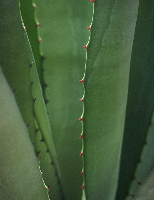 Aloe_Planze_Blatt.jpg