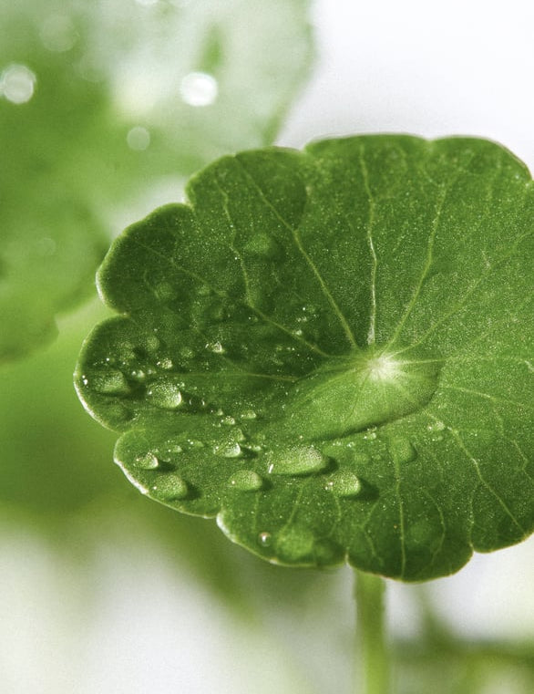 Centella_Asiatica_Blatt.jpg