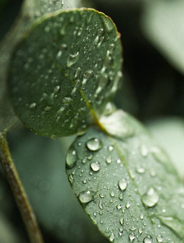 BIRGIT ANDIEL FREE & SAVE - Aluminiumfreier Deo-Roller