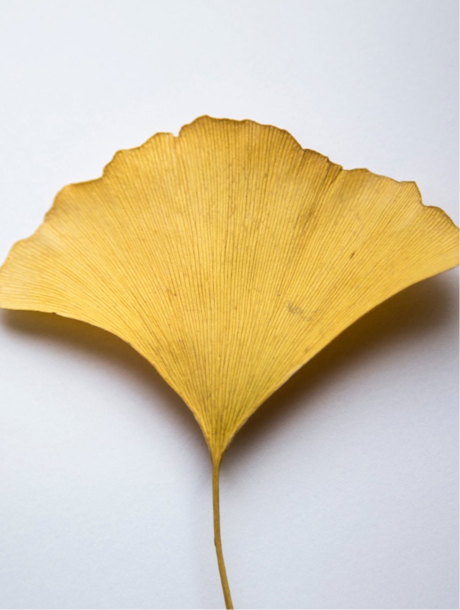 Filoi by BIRGIT ANDIEL Antioxidans Ginkgo Gel Booster