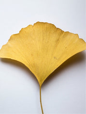 Filoi by BIRGIT ANDIEL Antioxidans Ginkgo Gel Booster