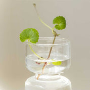 Beauty of Joseon | Centella Asiatica Calming Mask - 25 ml