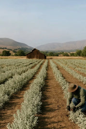 no need for more - Weißer Salbei - Smudge Räucherbündel - "Slow Down"